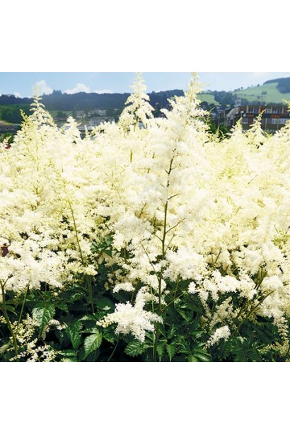 Квіти Астильби Арендса Браутшлеєр